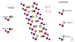 Les acides nucléiques [upl. by Anivol774]