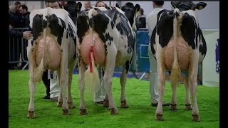 2023 Royal Ulster Winter Fair  Holstein Milking Heifer ChampionshipJudge  Mike Duckett [upl. by Eojyllib420]