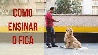 Como ensinar o cachorro a ficar  Dicas de Adestramento [upl. by Sueahccaz]