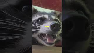 Racoon in your Yard should you worry Animal Racoon yard House Home racoons [upl. by Ahsaetan]