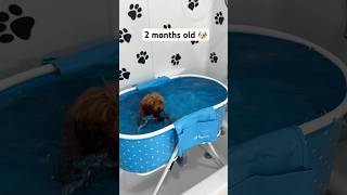 4 months of a puppy’s swimming journey 🐶🛁🐾 puppy asmr asmrsounds dog viralshorts [upl. by Aserej]