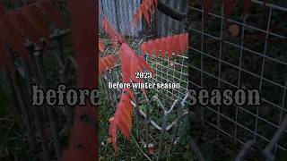 Updates about Staghorn Sumac [upl. by Nollie]