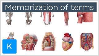 How to Memorize Anatomy Terms in 4 Steps  Human Anatomy  Kenhub [upl. by Dieterich971]