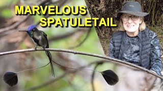 Visiting the Marvelous Spatuletail Hummingbird at Huembo Reserve [upl. by Yelsel294]