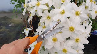 How We Take Clematis Cuttings On The Nursery [upl. by Etaner609]