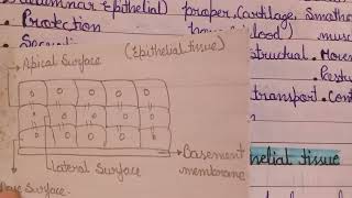 Tissue classification of tissue explanation of Epithelial tissue function of Epithelial tissue [upl. by Stickney]
