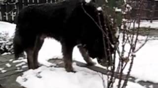 Mastim tibetano Dogue du Tibet Tibetan Mastiff Mastín Tibetano Do Khyi [upl. by Mortimer]