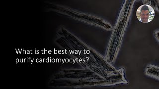 How to purify cardiomyocytes [upl. by Elah]