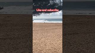 AVOCA BEACH waves sunsout spring centralcoastnsw lovethisplace bobmarley [upl. by Enilada754]