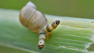 This MindControlling Parasite Turns Snails Suicidal [upl. by Anelak]