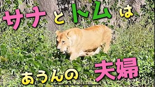 あうんの夫婦💕サナ＆トム【気がつけば隣り合わせ😊】 はまzoo のんほいパーク lion トム サナ 浜松市動物園 立髪 [upl. by Eelyah]