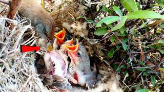 Little tailor bird baby rotate his body fully to discharge pool BirdPlusNest [upl. by Muire]