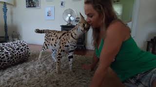 Pet Serval Playing Around The House With Her Owners [upl. by Gautea]