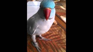 Indian Ringneck Fun Crazy bird Cisco [upl. by Dent]