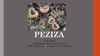 Peziza structure and reproduction [upl. by Esmerelda]