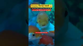 Piranha पिरान्हा मछली 😱  Piranha Fish  Piranha Attack  Shark Attack  Dangerous Fish shorts yt [upl. by Akilam]