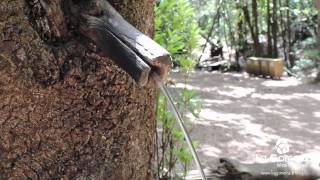 La Gomera Walking together  El Cedro [upl. by Relyt]