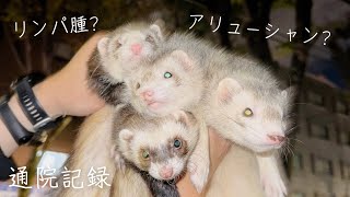 【フェレット】触診で異常が見つかり、緊急で検査をしてきました【ferret1682】 [upl. by Nataline]