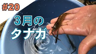 20【テナガエビ】奄美の早春のタナガ獲り Longarmed freshwater shrimp of Amami [upl. by Sayre]