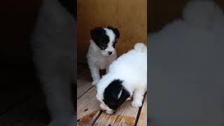 Beautiful havanese puppies [upl. by Johanan]