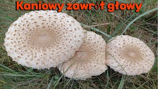 Kaniowy zawrót głowy [upl. by Hanselka]