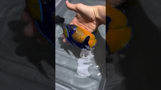 Beautiful Marine Fish 🐠  Majestic Angelfish 🐟shorts petsvlog fish marine yputubeshorts [upl. by Plato]