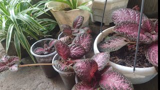 How to propagate Episcia Plant [upl. by Alleiram583]