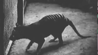 Collection of all known footage of Thylacines at Hobart Zoo Tasmania as of May 2017 [upl. by Arty5]