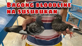 BAGONG BLOODLINE NA SUSUBUKAN Reggie Cruz Loft amp Aviary reggiecruzloftandaviary racingpigeon [upl. by Yardna688]