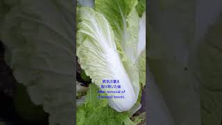 2024年12月6日 病気ハクサイの早や採り Early harvest of diseased Chinese cabbages 12624 [upl. by Natiha]