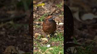 Happy National Bird Day Here is a spotted woodquail for you birds wildlife nature [upl. by Kcuhc]