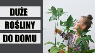 16 DUŻYCH ROŚLIN doniczkowych do domu [upl. by Aklim]