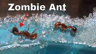 How I Made an Ant Think It Was Dead—The Zombie Ant Experiment [upl. by Clausen]