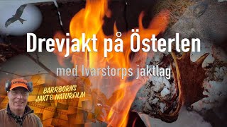 Drevjakt på Österlen Ivarstorps Jaktlag [upl. by Leis]