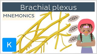 Brachial plexus mnemonics  Human Anatomy  Kenhub [upl. by Licastro]