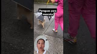 Paraguas para mascota reels tendencias paraguas mascotas tendencias reelsvideo reels [upl. by Hippel]