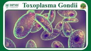 Toxoplasmosis Causes Symptoms amp Diagnosis What are three of the Life Stages of Toxoplasma Gondii [upl. by Airamat]