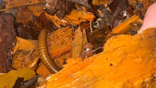 New Myriapoda to the collection [upl. by Aneekas18]