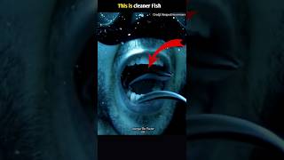 This Is Cleaner Fish 😨 shorts​ facts​ fish​ amazingfacts​ youtubeshorts​ trendingshorts [upl. by Niret]