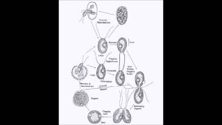 Ciclo de vida de Chlamydomonas [upl. by Anaes]