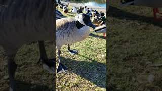 Goose Hissing in 4k Feeding some Canadian Geese [upl. by Ahsiki731]