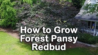 How to grow Forest Pansy Redbud Purple Foliage  Pink Flowering [upl. by My437]