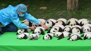 Cutest baby Panda Videos Compilation Cute moment of the Animals  Cutest Pandas [upl. by Heron]