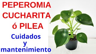 PEPEROMIA CUCHARITA ó PEPEROMIA PILEA Cuidados y características [upl. by Dlabihcra]