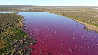 Chemikalien verfärben Lagune in Argentinien pinkfarben  AFP [upl. by Tarton423]