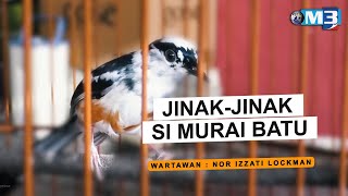 FULL Majalah 3 2022  5 Jun  JinakJinak Si Murai Batu [upl. by Koralle]