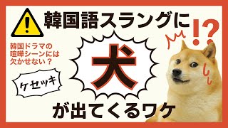 【韓国語スラング】韓国人に言っちゃダメ絶対！「子犬（ケセッキ）」が悪口って知ってた？ [upl. by Ellebanna]