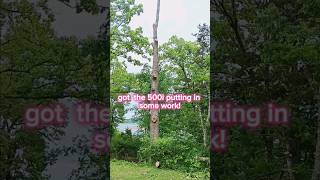 THE MOST DANGEROUS TREE REMOVAL YET MS500i VS 100Ft oakchainsaw 500i treeservice dangerous [upl. by Notlew]