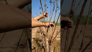 Plum tree cutting gardening farming satisfying [upl. by Gussman712]