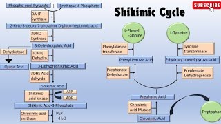 One shot revision of Shikimic Acid Pathway [upl. by Ydnik]